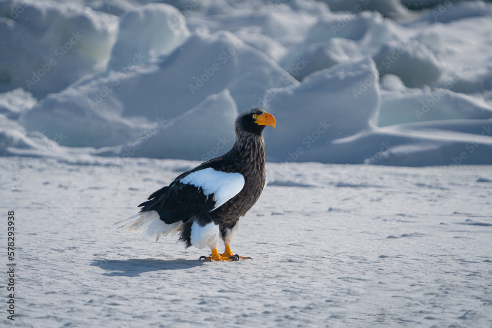 A Steller's sea eagle stands on the snow. Haliaeetus pelagicus. Scenery of wild bird life in winter, Hokkaido, Japan. 2023 A Steller's sea eagle stands on the snow. Haliaeetus pelagicus. Scenery of wild bird life in winter, Hokkaido, Japan. 2023
