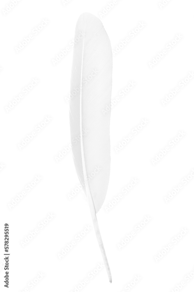 white feather isolated on white  background