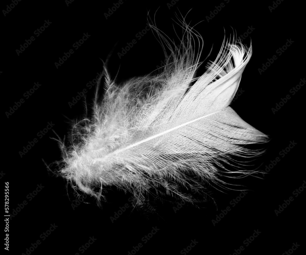 Obraz premium white feather on black background