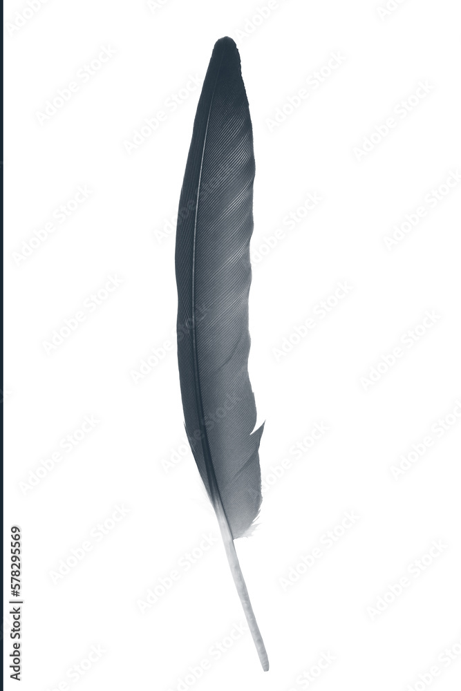 Bird swan black feather on white background