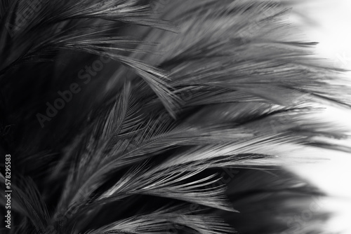 Beautiful dark black feather pattern  texture background © nadtytok28