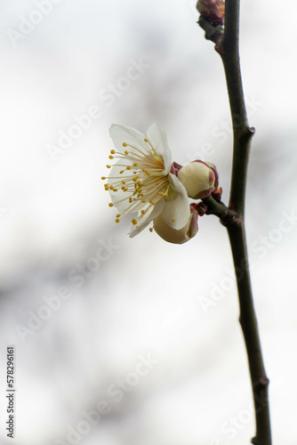 Plum Blossoms Japan photo