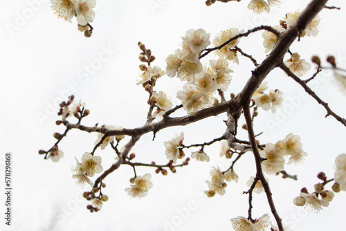 Plum Blossoms Japan