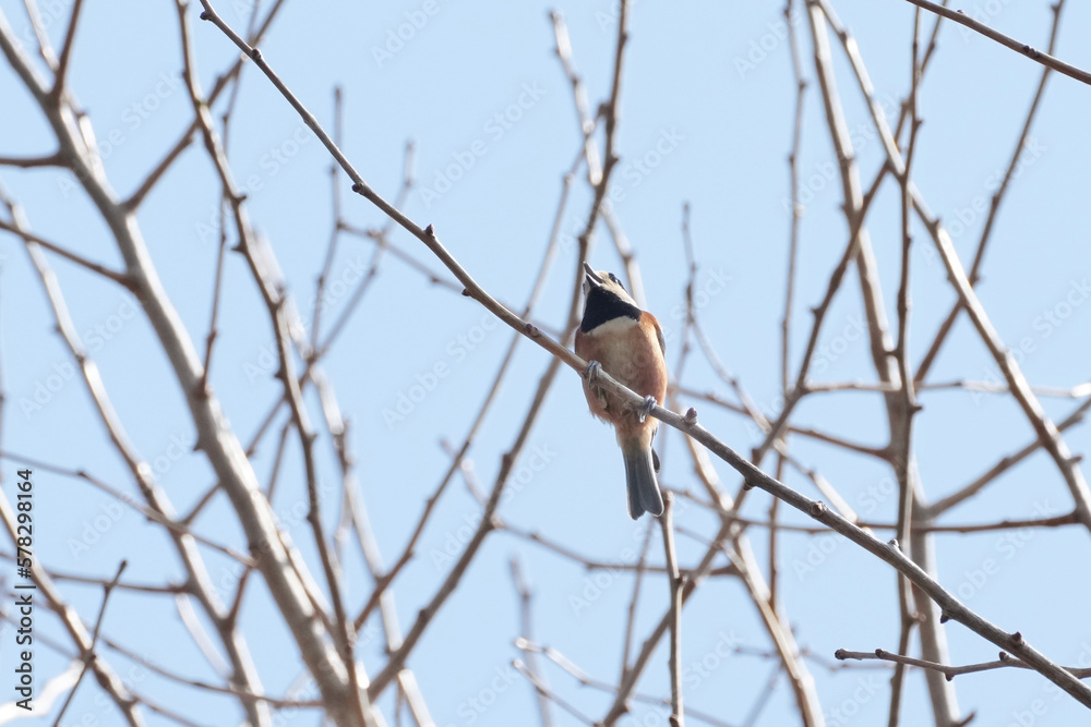 varied tit on a branch varied tit on a branch