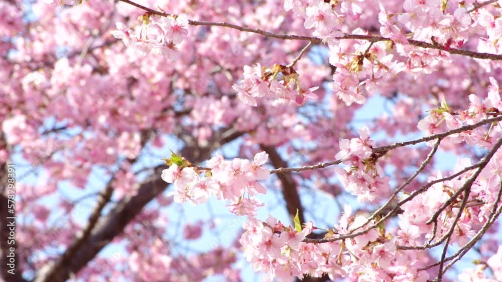 満開の河津桜（フィクス）