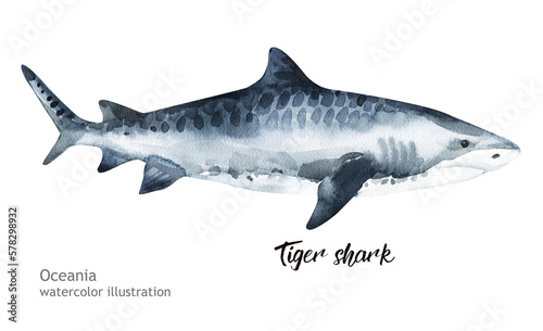 Photography Tiger shark watercolor illustration