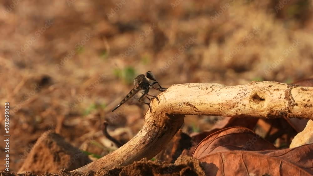 Robber flies in stick waiting for food . Robber flies in stick waiting for food .