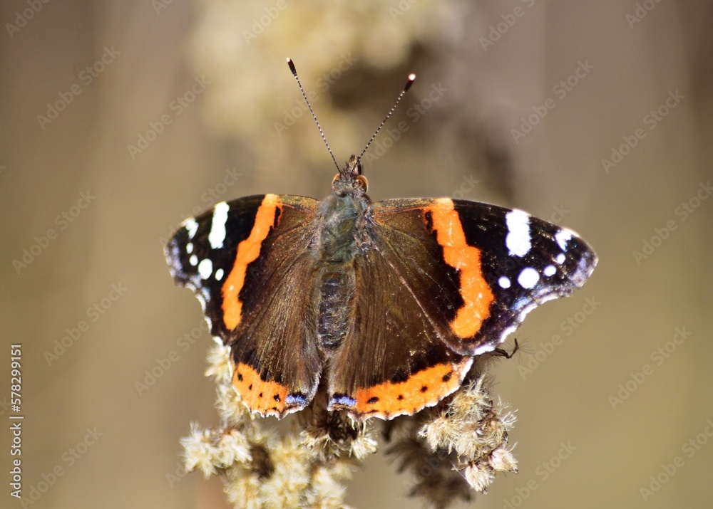 Admiral (Vanessa atalanta) im Frühling Admiral (Vanessa atalanta) im Frühling