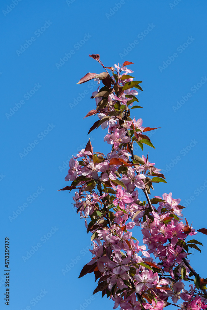 Dark pink flowers inspring garden. Abstract floral pattern. Purple flowers on branch of Apple Malus 'Makowieckiana' against blue sky. Selective focus. Close-up. Nature concept for design. Dark pink flowers inspring garden. Abstract floral pattern. Purple flowers on branch of Apple Malus 'Makowieckiana' against blue sky. Selective focus. Close-up. Nature concept for design.