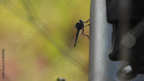 Robber flies relaxing on bike . photo