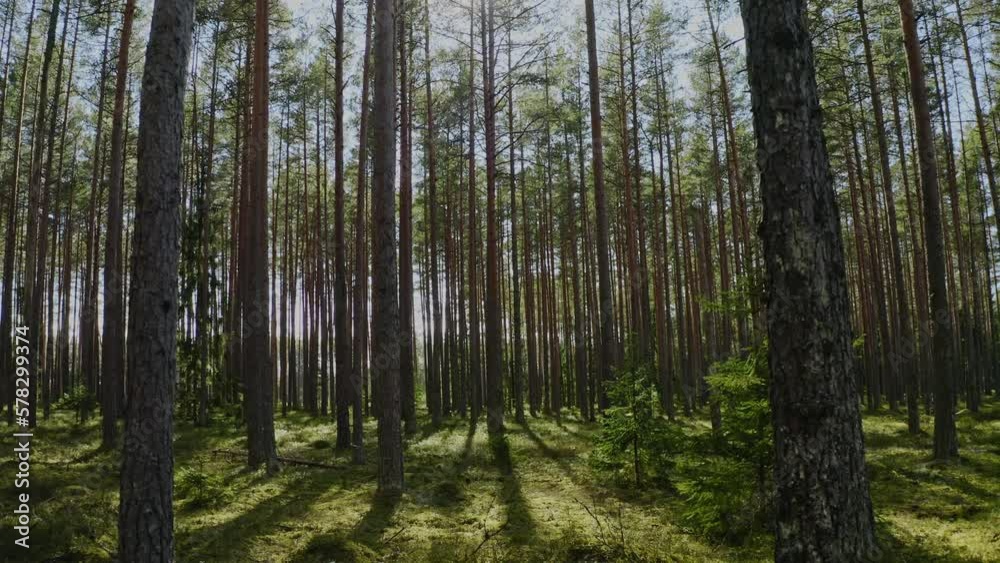 Beautiful forest. Camera reverses in pine forest in the summer. Clean environment concept. Beautiful forest. Camera reverses in pine forest in the summer. Clean environment concept.