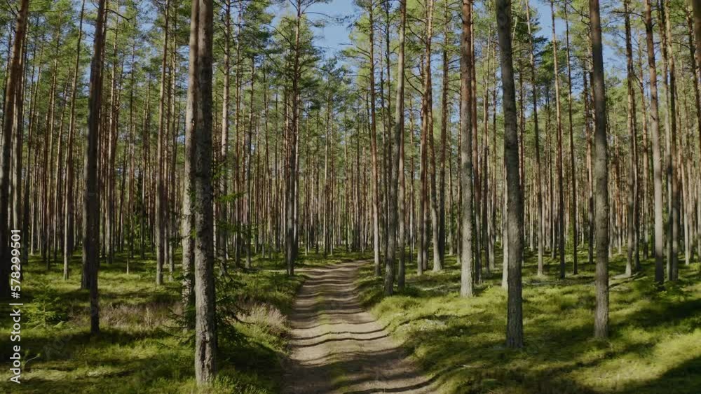 Beautiful forest trail. Smooth aerial view that follows a path in a pine forest in the summer. Nature hiking and camping concept.