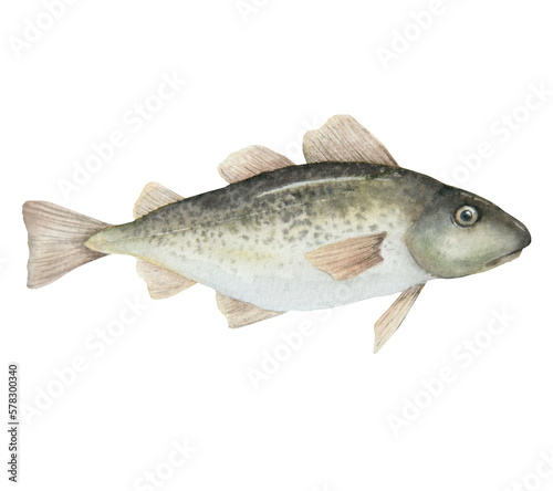 Photography Cod fish watercolor illustration isolated on white background