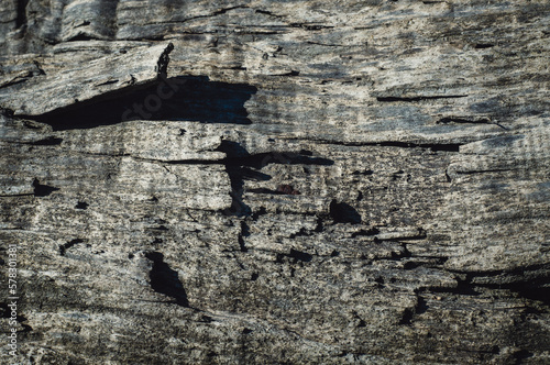 Gray wooden background. The texture of weathered weathered wood with natural cracks. Birch bark