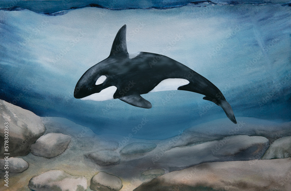 Obraz premium watercolor illustration of north sea landscape with swimming orca or killer whale 