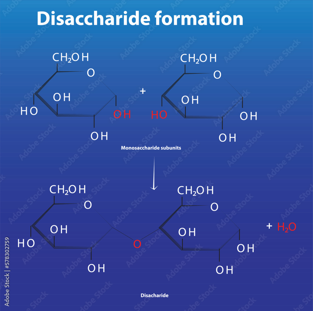 Disaccharide formation from monosaccharide subunits glycosidic bond