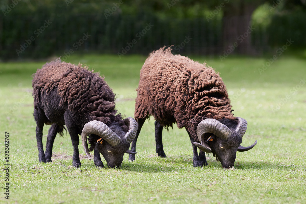 Two male ouessant sheep graze in meadow Two male ouessant sheep graze in meadow