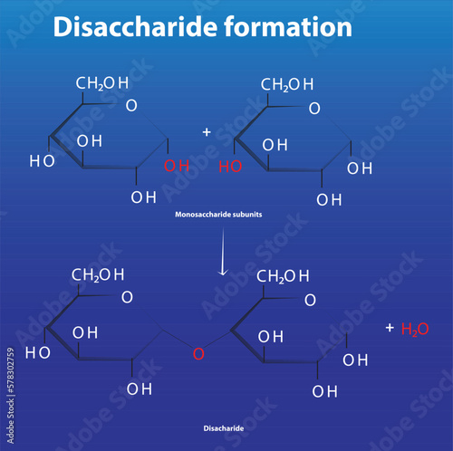 Disaccharide formation from monosaccharide subunits glycosidic bond formation