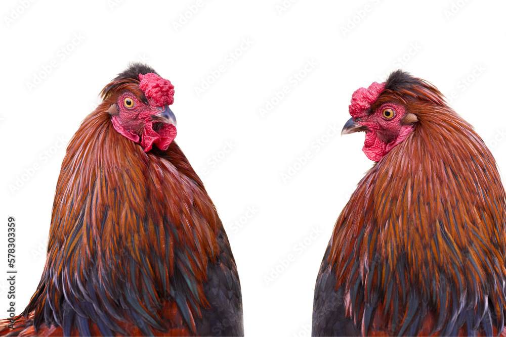 Two red brown roosters isolated on white background
