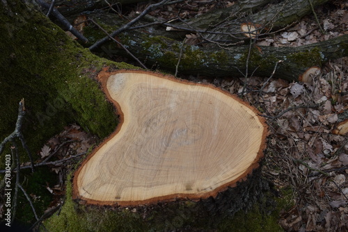 Baumstumpf