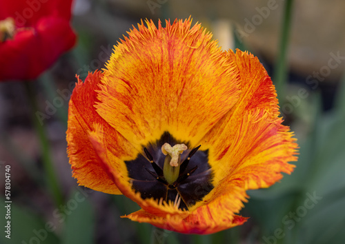 Yellow and orange tulips flowers blooming in a garden photo