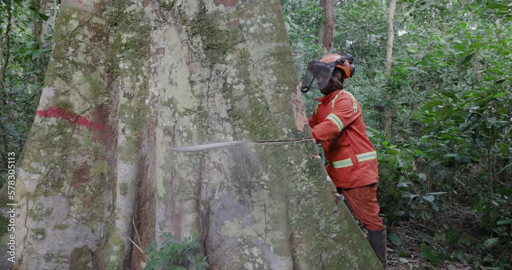 Close-up.Logger cutting into a tall hardwood tree in a tropical rainforest. Climate Change.Deforestation Close-up.Logger cutting into a tall hardwood tree in a tropical rainforest. Climate Change.Deforestation