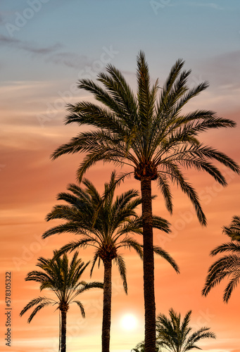 Fototapeta Naklejka Na Ścianę i Meble -  Tropical Palm Trees At Sunset - Summer Vacation Backgroung Texture