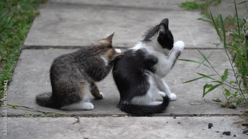 Two kittens washing himself Two kittens washing himself