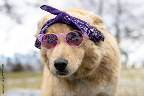 portrait of blue eyed tan crossbreed dog wearing bandana and purple sunglasses in pine forest © Patricia Sierra