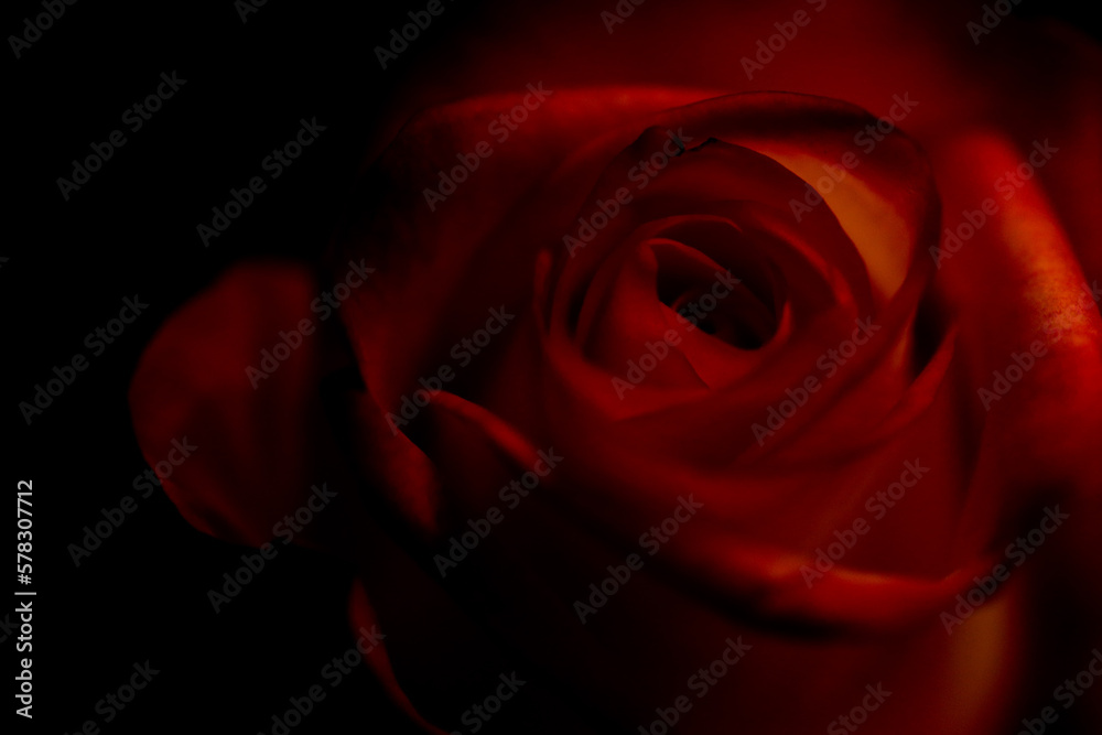 Fototapeta premium Red rose 🌹 