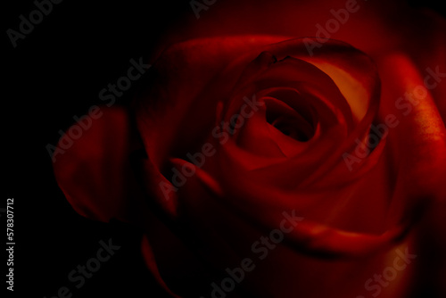 Fototapeta Naklejka Na Ścianę i Meble -  Red rose 🌹 
