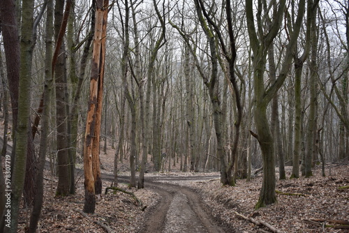 Waldpfad