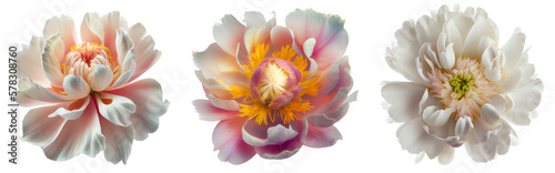 Assorted white and pink peony flower heads isolated on transparent PNG background. Created with Generative AI.	