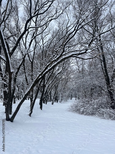 Empty winter park, trees covered by the snow photo