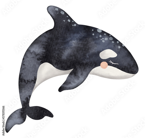 Cute baby Killer whale or Orcinus orca. Wild inhabitants of the seas and oceans of the Arctic. Hand drawn watercolor illustration. Undersea mammal animal image for nursery  wall sticker  greeting card