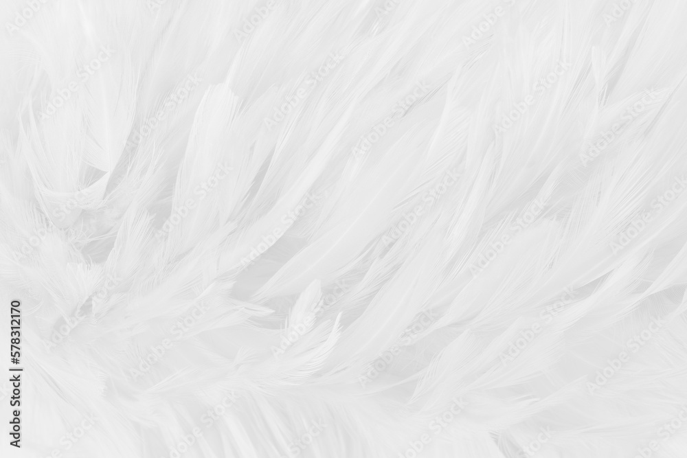 Fototapeta premium Beautiful white grey bird feathers pattern texture background.