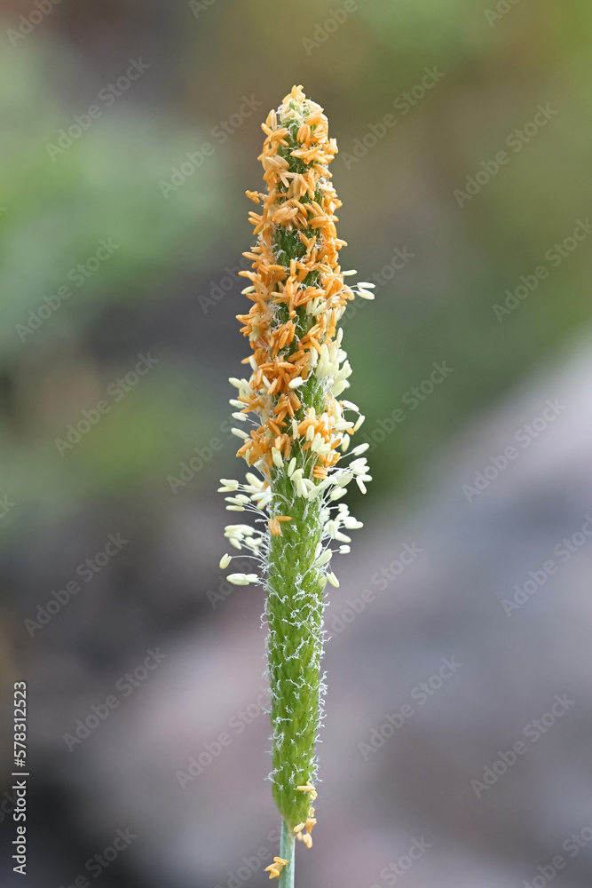 Alopecurus aequalis, commonly known as shortawn foxtail or orange foxtail, wild tussock grass from Finland