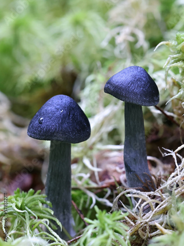 Entoloma nitidum, commonly known as pine pinkgill, wild mushroom from Finland photo