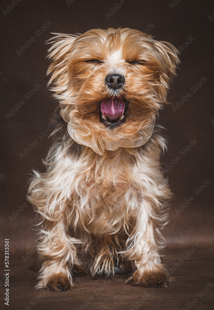 Mini Yorkshire Terrier | Portrait Mini Yorkshire Terrier | Portrait