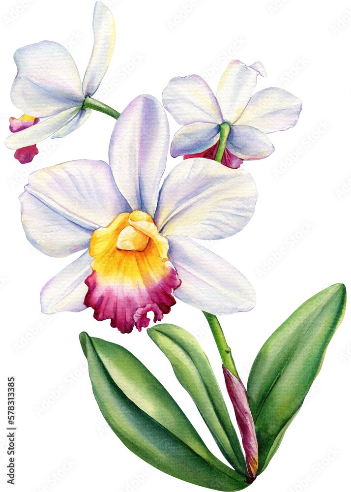 Tropical plant, orchid flower, flora watercolor illustration, botanical painting, hand drawing.