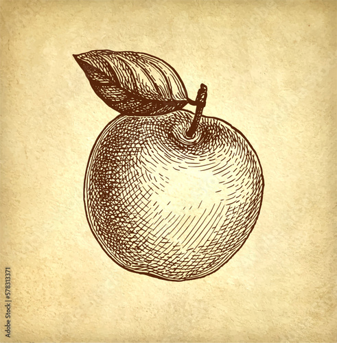 Apple ink sketch.
