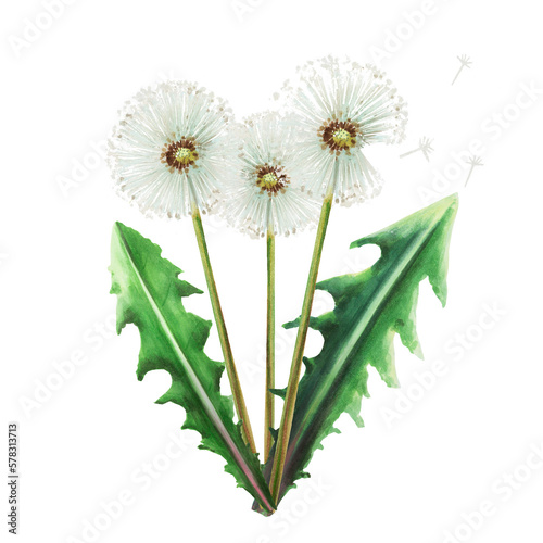 Watercolor bouquet of dandelions flowers and green leaves. Hand painting clipart botanical meadow illustration on a white isolated background. For designers  decoration  postcards  wrapping paper