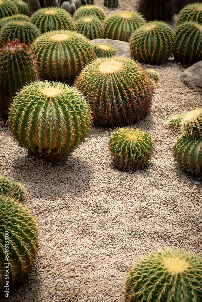 group of echinocactus planting on valcano dry ground with valcano gravel group of echinocactus planting on valcano dry ground with valcano gravel