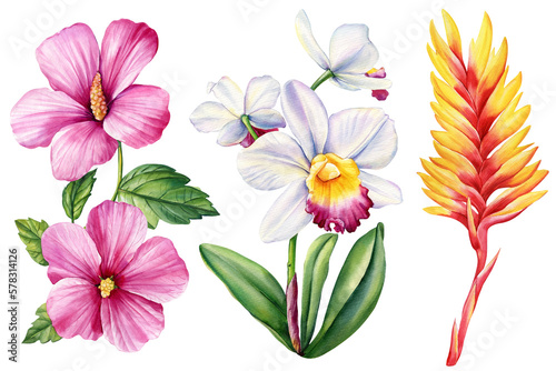 Watercolor orchid  hibiscus and heliconia. Botanical painting  floral illustration. Exotic flowers. 