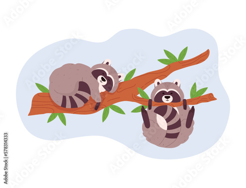 Couple of raccoons playing and sleeping on tree branches, cartoon flat vector illustration isolated on white background.