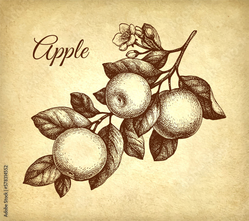 Branch with apples and flower ink sketch.
