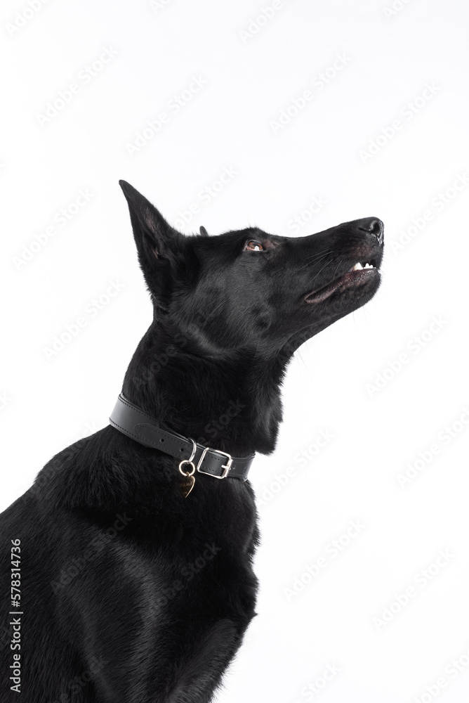 portrait of black germans shepherd dog looking upp.