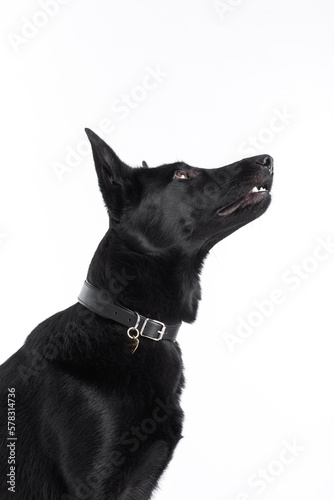portrait of black germans shepherd dog looking upp. © Gitz Creative
