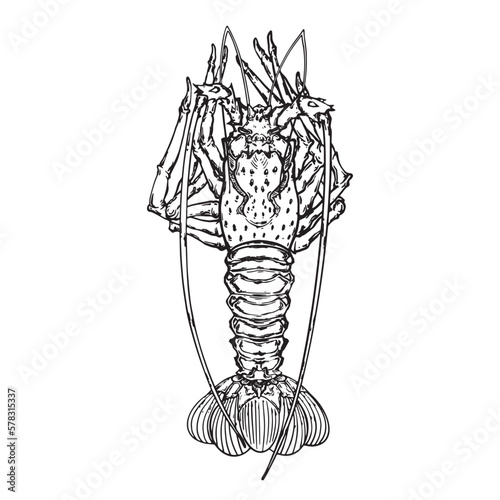 Drawn in ink hand drawn lobster. Marine food banner, flyer design. Engraved isolated art. Delicious cuisine objects. Use for promotion, market, store banner, restaurant menu. Vector eps 10
 photo