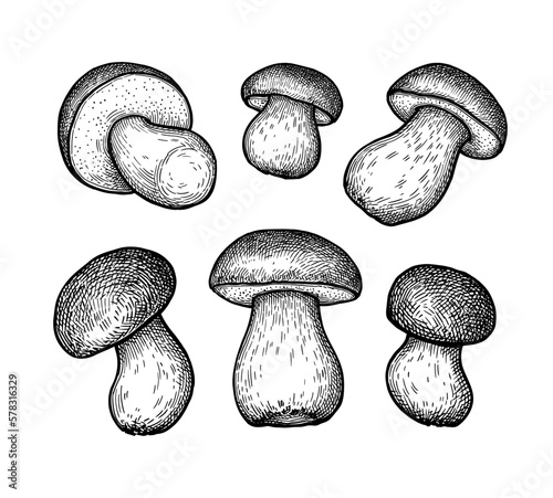 King bolete mushroom ink sketch set.